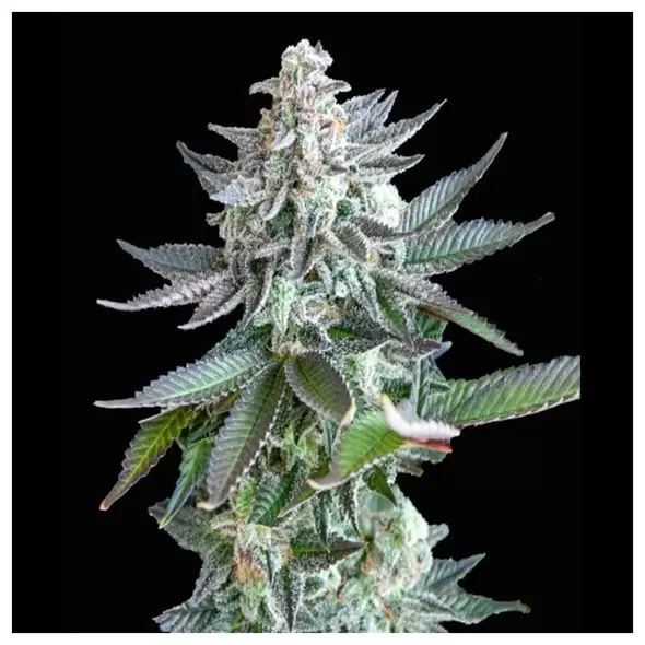 Gelato Zkittles - Zennetix
