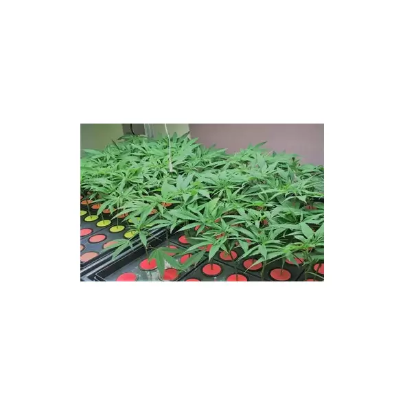 AEtrium-2.1 Vertical Cloning