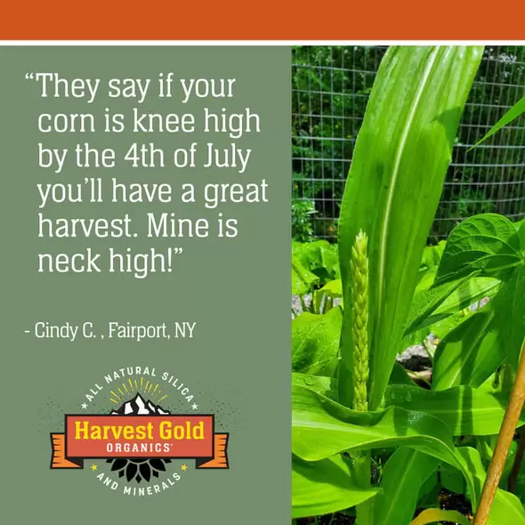 Harvest Gold Organics Premium Soil Conditioner: 10 Bag BundleHarvest Gold Organics Premium Soil Conditioner: 10 Bag Bundle