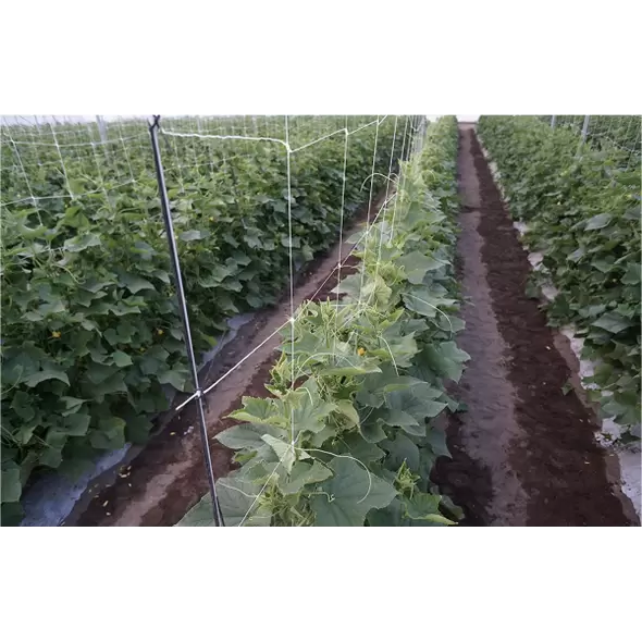Hortomallas 6.5 Feet by 4920-Feet Professional Grade Vegetable Support Trellis Netting Roll/Scrog Net Roll, (79" x 4920' / 2m x 1500m) (mesh 5.9"x6.7" / 15cm x 17cm)