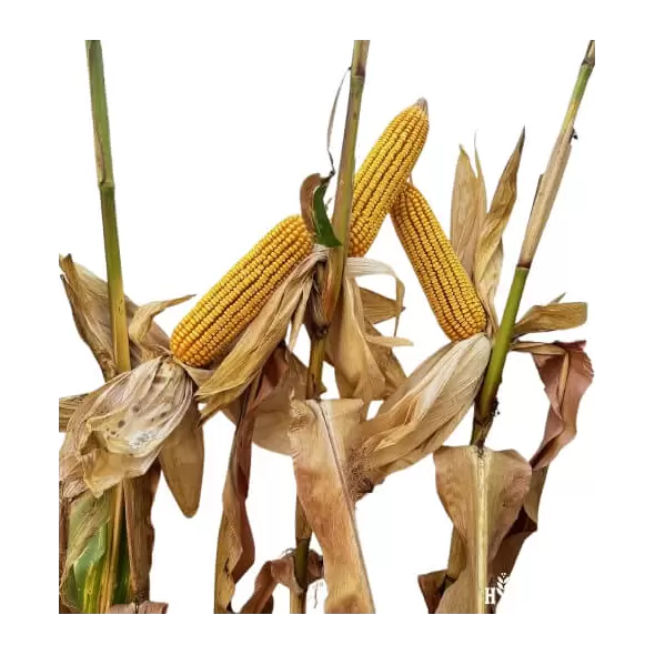 23B50 Corn Seed Hybrid - 55lb Bag