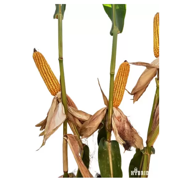 23P66 Corn Seed Hybrid - 55lb Bag