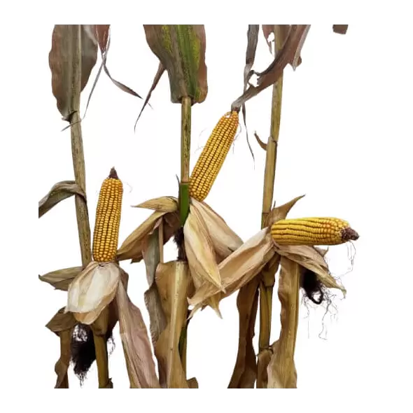 24P02 Corn Seed Hybrid - 55lb Bag