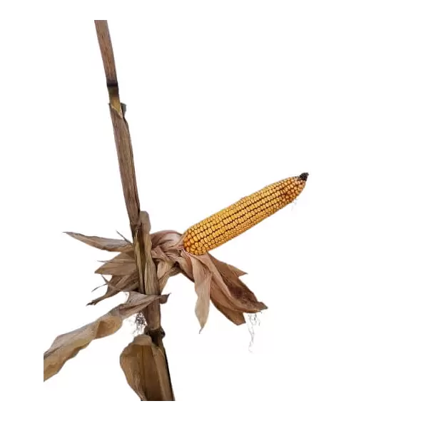 24P82 Corn Seed Hybrid - 55lb Bag