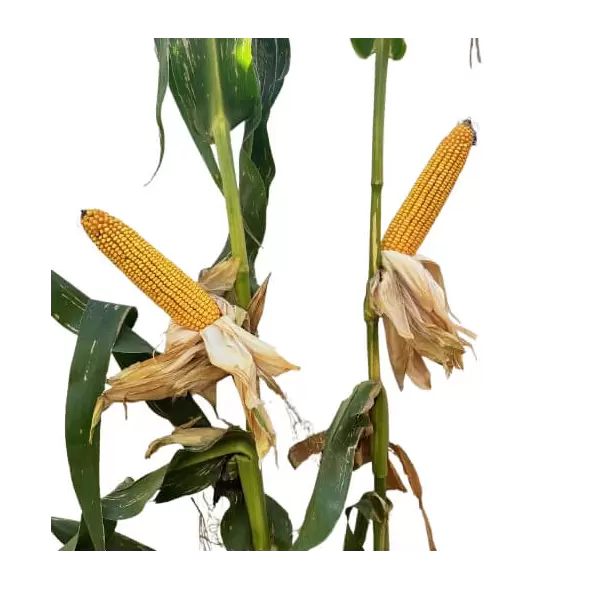 25D19 Corn Seed Hybrid - 55lb Bag