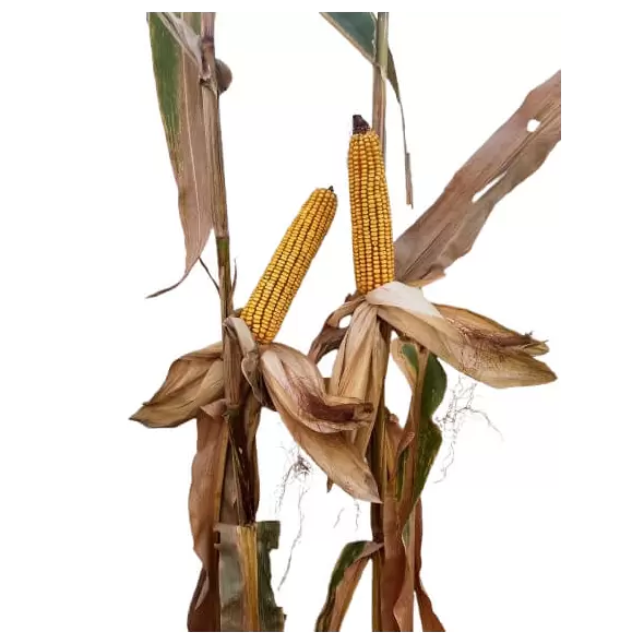 25P88 Corn Seed Hybrid - 55lb Bag