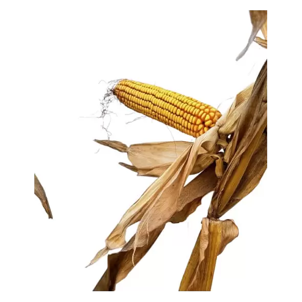25X83 Corn Seed Hybrid - 55lb Bag