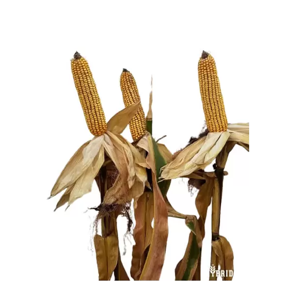 H3751 Corn Seed Hybrid - 55lb Bag