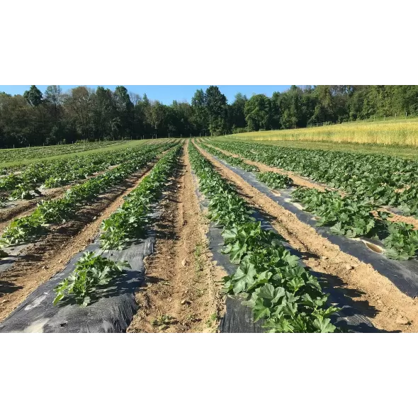 Radical Mulch Films