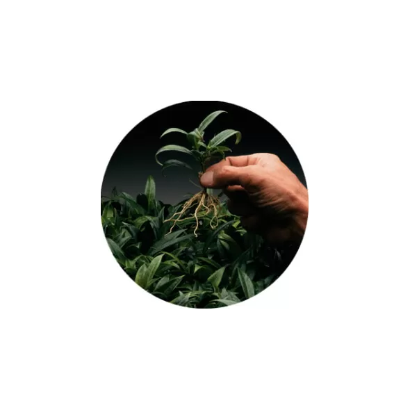 Dip’N Grow 2oz-Rooting Kit (12-pack)