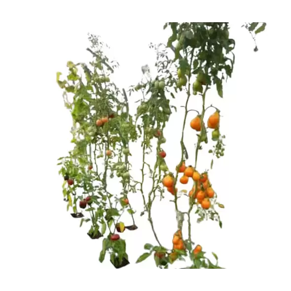 Plant Support Kit