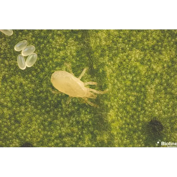 Californiline - 200 Mini Sachet - 25000 Individuals