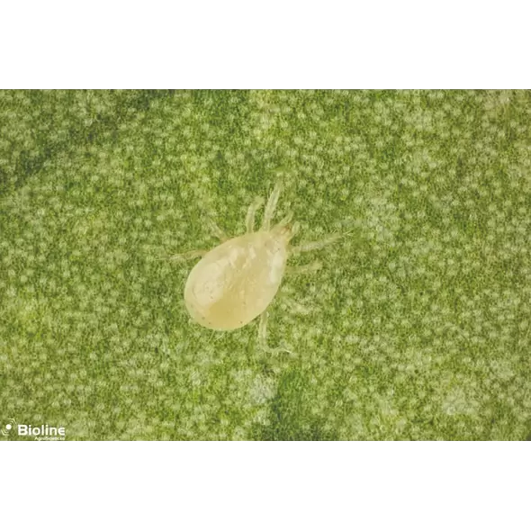 Starskii - 25000 Individuals - Tube