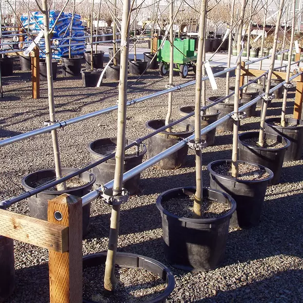Trellis-Mate - Mounted Tree And Plant Support
