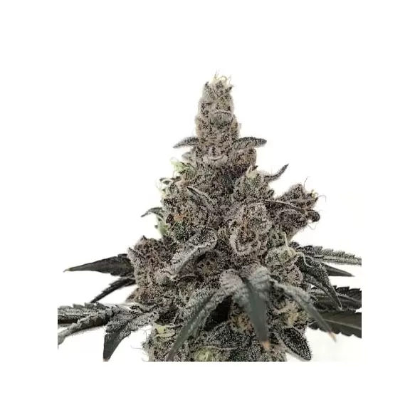 GOVERN MINT OASIS