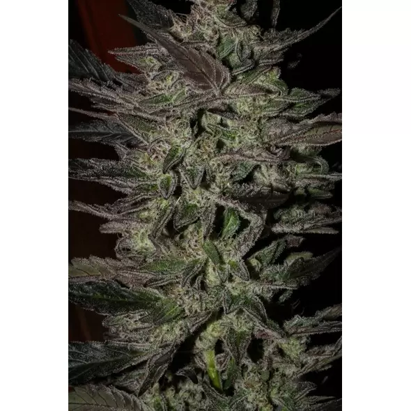 GREEN APPLE GAS