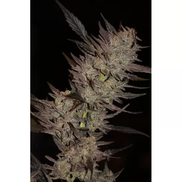 GREEN APPLE GAS