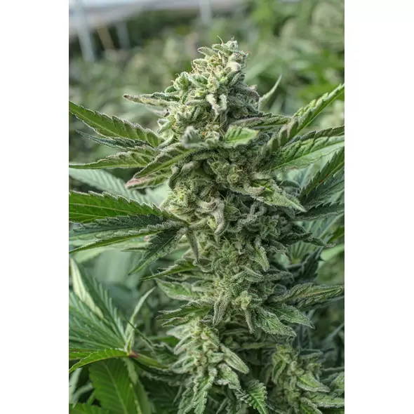 GREEN APPLE GAS