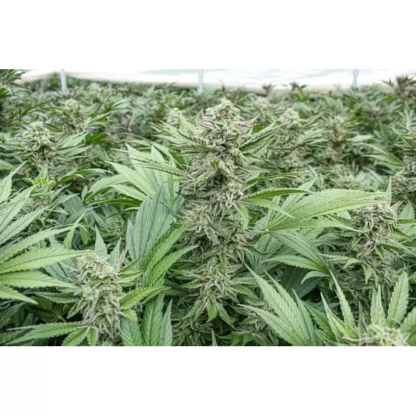 GREEN APPLE GAS