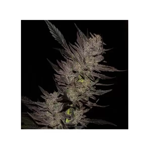 GREEN APPLE GAS