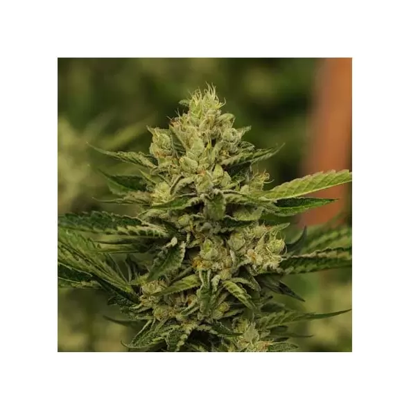 LEGEND OG Crinkle Cut