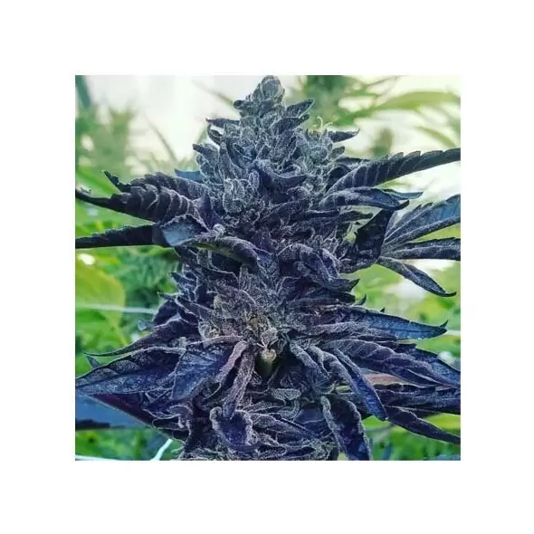 PEANUT BUTTER BREATH