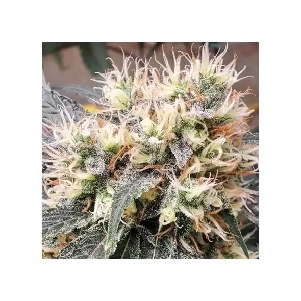 Sour Bean-MCC Sour Diesel x Jilly Bean