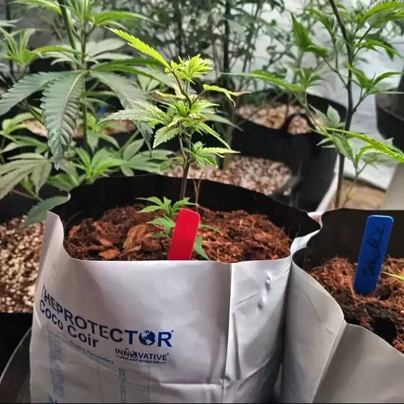5 Gal Compressed Coco Coir / Nacked Block (X6 Pack) - The Protector