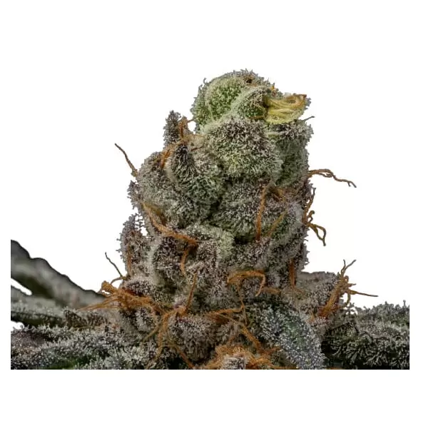 Acai Diesel - Trilogene Seeds