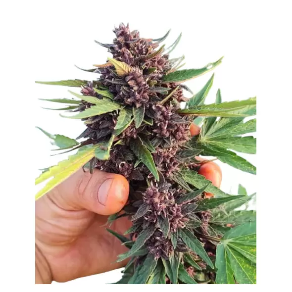Auto Glu - Trilogene Seeds