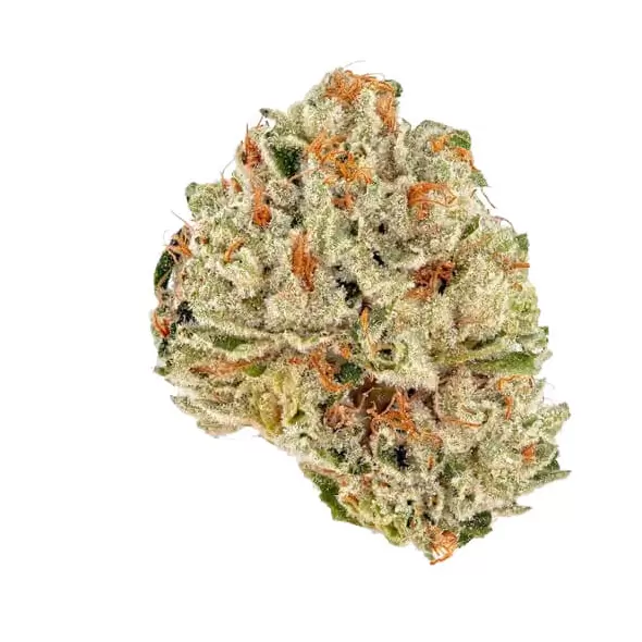 Socrates Sour - Trilogene Seeds