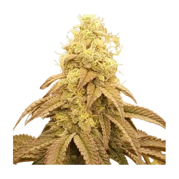 Socrates Sour - Trilogene Seeds