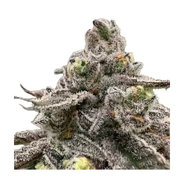 Sour Bremix 3n Triploid - Trilogene Seeds
