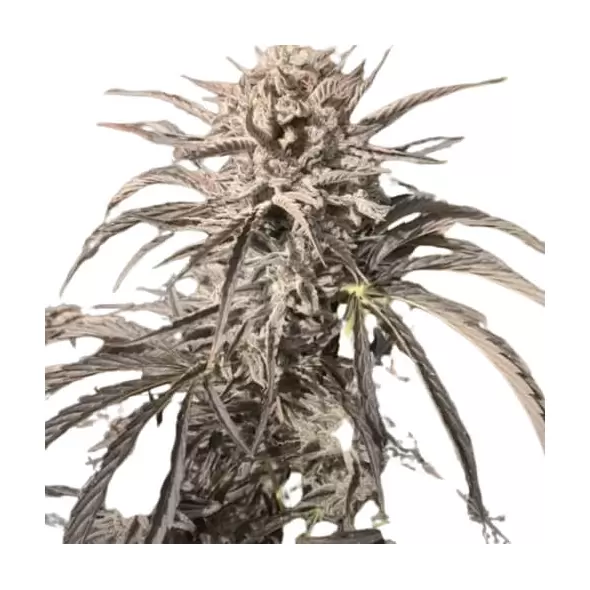 Auto EZ Bake - Trilogene Seeds