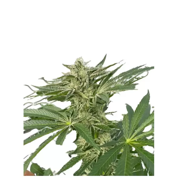Latte Lato - Trilogene Seeds