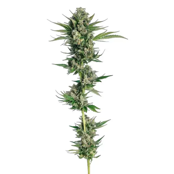 Honeycomb Chem - Trilogene Seeds