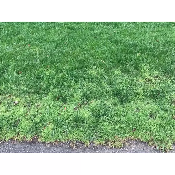 ETHO 4 SC Herbicide - 64 oz.