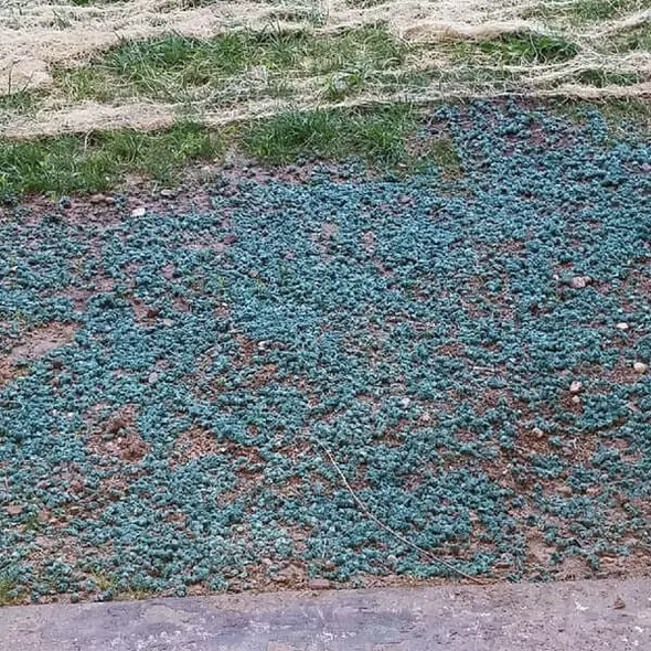 Seed Aide Cover Grow | Water Retaining Seed Starting Mulch
