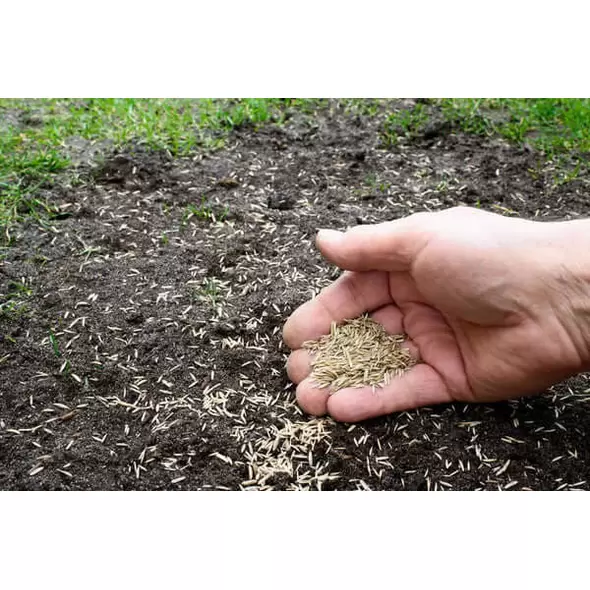Lesco Double Eagle Rye Grass SeedLesco Double Eagle Rye Grass Seed