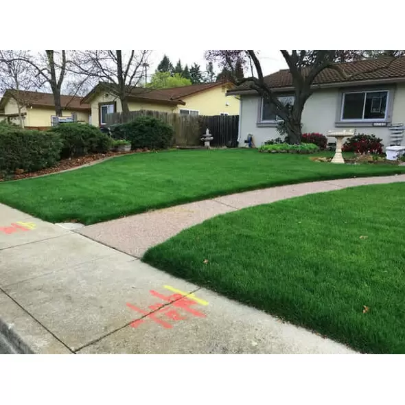LESCO Estate Eagle Plus Grass Seed