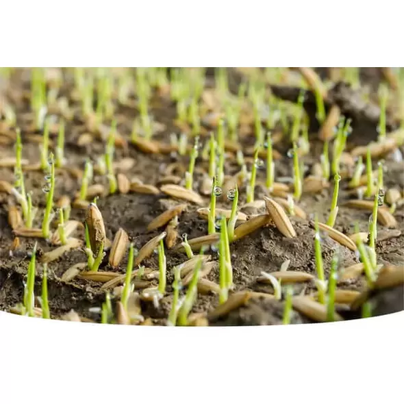 Lesco Starter Fertilizer 18-24-12 with NOS