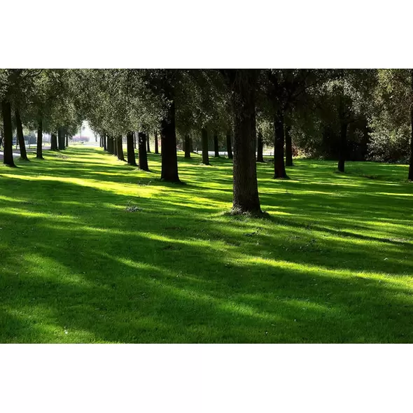 Lesco Sun & Shade Park Grass Seed