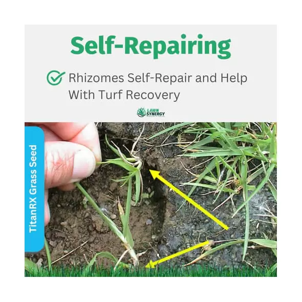 Titan RX Sun and Shade Turf-Type Tall Fescue Grass Seed