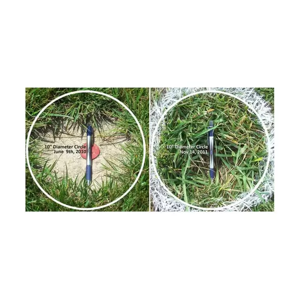 Titan RX Sun and Shade Turf-Type Tall Fescue Grass Seed
