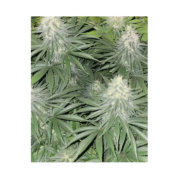 White Widow - Platinum Seeds