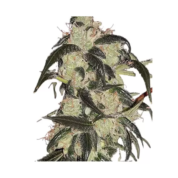 Wedding Cake Autoflower - Platinum Seeds