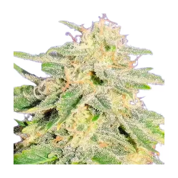 Jack Herer Autoflower - Platinum Seeds