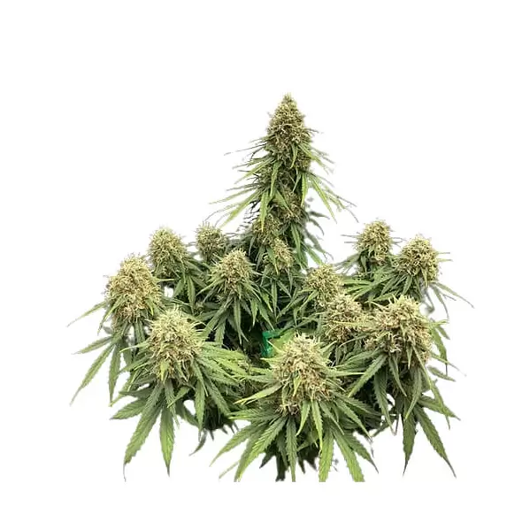 G13 Autoflower - Platinum Seeds