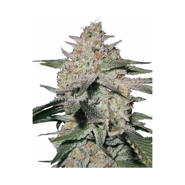 Northern Lights - Platinum Seeds
