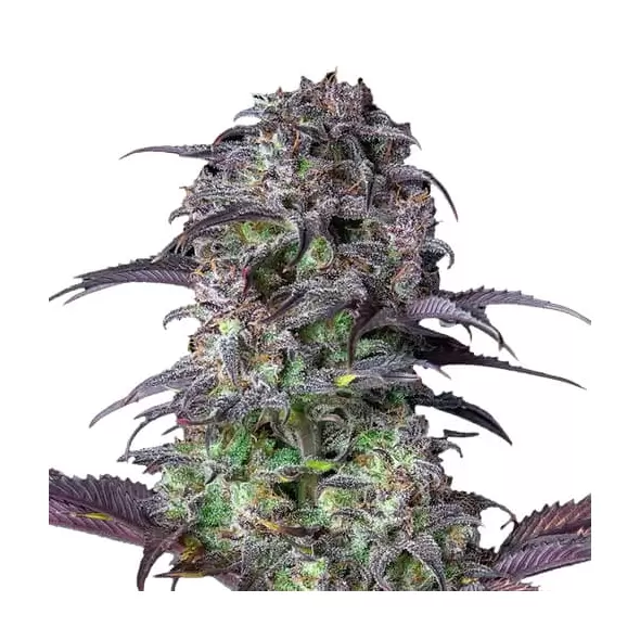 Blueberry Autoflower - Platinum Seeds